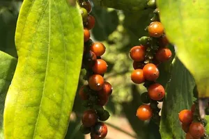 Thị trường Trung Quốc tiêu thụ hồ tiêu Việt Nam nhiều nhất