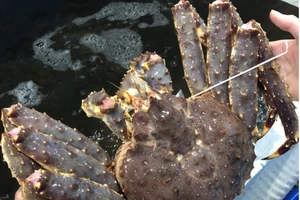 Người Việt mạnh tay chi tiền mua cua hoàng đế đỏ Na Uy 