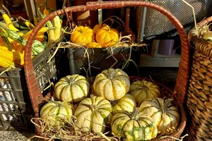 Bất ngờ với giá bí đỏ mini Halloween năm nay