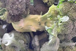 Các loại rau nào không nên để qua đêm?