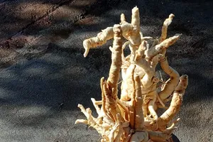 Điều gì xảy ra khi nam giới mê uống rượu ngâm ba kích, nhân sâm?