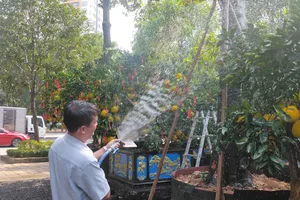 Nhà vườn mừng vì bưởi Diễn chưng Tết hút khách