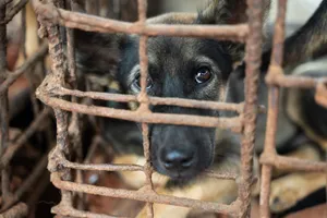 Kiểm soát rủi ro từ việc tiêu thụ thịt chó mèo