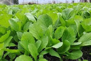 Rau rẻ nhưng đừng chọn những kiểu rau này để ăn