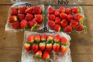 Dâu tây Mộc Châu về chợ, làm sao để mua được hàng chuẩn?