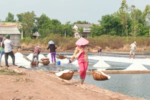 Muối được mùa nhưng mất giá, diêm dân gặp khó