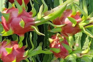 Vì sao giá thanh long lại tăng cao?