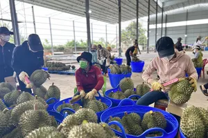 Sau Trung Quốc, sầu riêng Việt Nam sẽ có thêm thị trường hấp dẫn mới?
