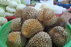 Sầu riêng Thái Lan mini giá rẻ về chợ Việt