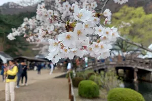 Người Việt chi mạnh tay cho tour ngắm hoa anh đào tại Nhật Bản