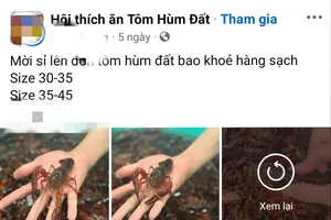 Rao bán tôm hùm đất, bị xử phạt ra sao?