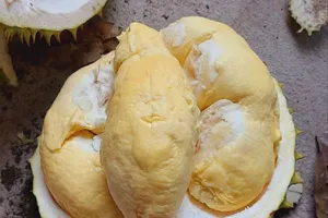 Malaysia xuất khẩu sầu riêng tươi sang Trung Quốc, Việt Nam có mất thị phần?