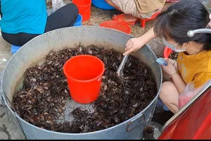 Lý do bạn nên ăn các món chế biến từ cua đồng