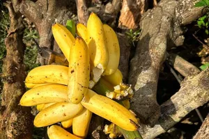 Người bị bệnh tiểu đường có nên ăn chuối? 