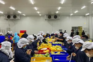 Doanh nghiệp nhỏ bở hơi tai với chi phí logistics khi xuất khẩu trực tuyến