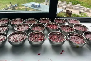 Ăn tiết canh hấp có an toàn hơn ăn sống?