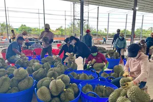 Quả sầu riêng Việt 'được lòng' khách quốc tế, thêm cơ hội mới