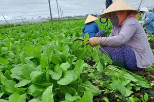 Giá rau xanh tại TP.HCM tăng, bà nội trợ than thở 'cầm 100.000 đồng, tới sạp rau là hết tiền'