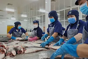 Trung Quốc chi hàng chục triệu USD mua bong bóng cá tra khô của Việt Nam