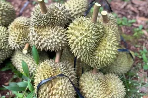 Sầu riêng tăng mạnh trở lại, dự báo tiếp tục neo cao nhờ 'một mình một chợ ở Trung Quốc'