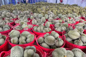 Giá sầu riêng miền Tây đột ngột tuột dốc vì lý do này