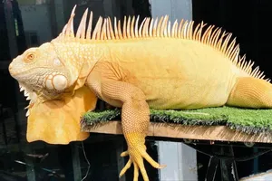 'Thú cưng' ngoại lai có nguy cơ xâm hại buôn bán rầm rộ ở Việt Nam