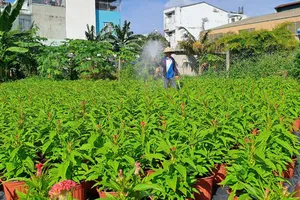 Lo hoa Tết ế, nhà vườn tích cực lên TikTok tiếp thị