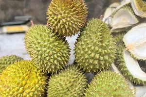 Thông báo khẩn về tình trạng gian lận trong xuất khẩu sầu riêng