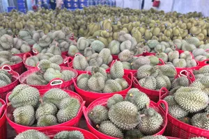 Hết 'giải cứu', giá sầu riêng bật tăng trở lại