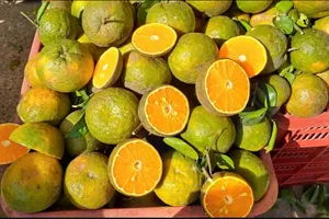 Cam sành lại đổ về TP.HCM với điệp khúc 'giải cứu'