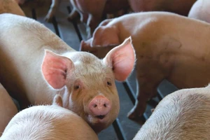 Ngành chăn nuôi hiến kế mới ứng phó với việc Mỹ áp thuế cao với hàng hóa từ Việt Nam