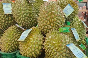 Giá sầu riêng Ri 6 đội gấp 3 từ vườn đến chợ, vì sao?