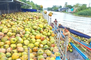 Giá dừa trái tăng cao kỷ lục, vì sao?
