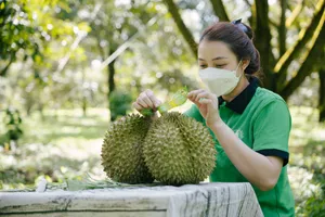 Xuất khẩu 'trái cây vua" hồi sinh