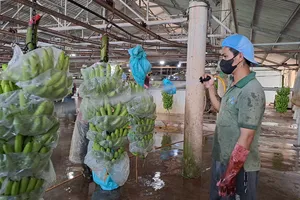 Vì sao quả chuối Việt Nam đột nhiên 'gây sốt' ở nước ngoài?