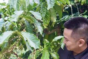 Giá cà phê xuất khẩu của Việt Nam tăng hơn 46% so với cùng kỳ
