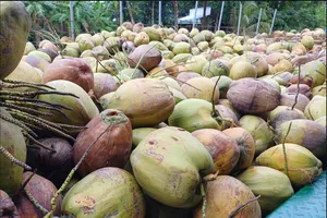 Bất ngờ Việt Nam phải chi hơn 31 triệu USD để nhập khẩu dừa
