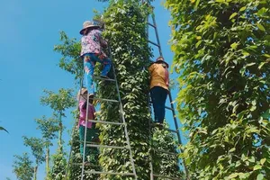 Giá xuất khẩu của tiêu, điều, cà phê Việt đều tăng