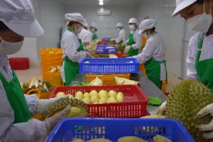 Xuất khẩu sầu riêng đông lạnh 'gặp thời'