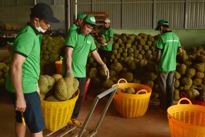 Sau thông tin ùn ứ, giá sầu riêng ở Đắk Lắk đang ra sao?