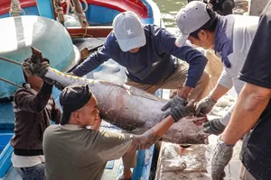 Cá ngừ Việt rộng đường sang UAE: Cơ hội từ thị trường tỉ USD