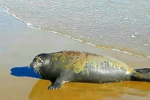 Bình Thuận xuất hiện hải cẩu lên bờ, chơi với người