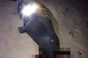 Hải cẩu đùa giỡn với người đã bị đánh chết