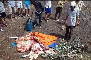 Bắt quả tang cặp tình nhân trộm bò rồi xẻ thịt tại chỗ