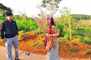 Phó giám đốc Sở bẻ hoa gửi thư xin lỗi