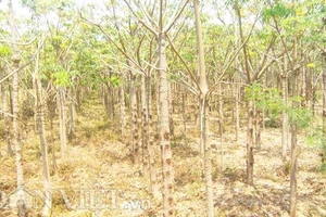 Cây trôm ở gần bãi thải xỉ Vĩnh Tân chết hàng loạt