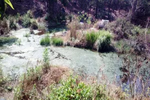 Nhà máy ở Đồng Nai xả thải, dân Bình Thuận lãnh đủ 