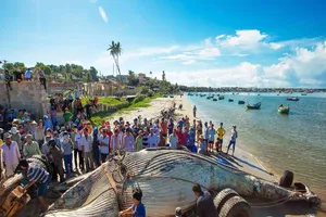 Đưa xác cá voi 15 tấn ngoài biển Bình Thuận vào bờ
