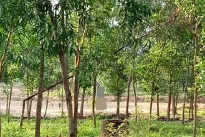 Tìm tung tích thanh niên treo cổ trong rừng tràm