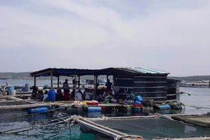Hàng ngàn cá nuôi trên đảo Phú Quý chết bất thường